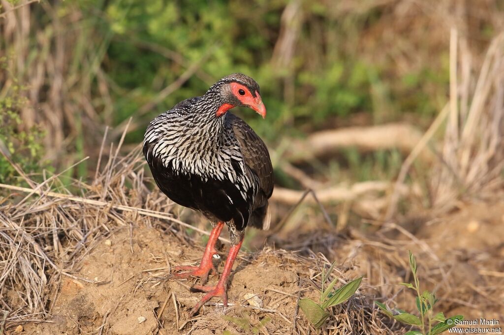 Francolin à gorge rouge mâle adulte