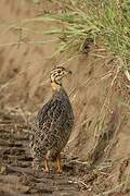 Coqui Francolin