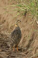 Francolin coqui