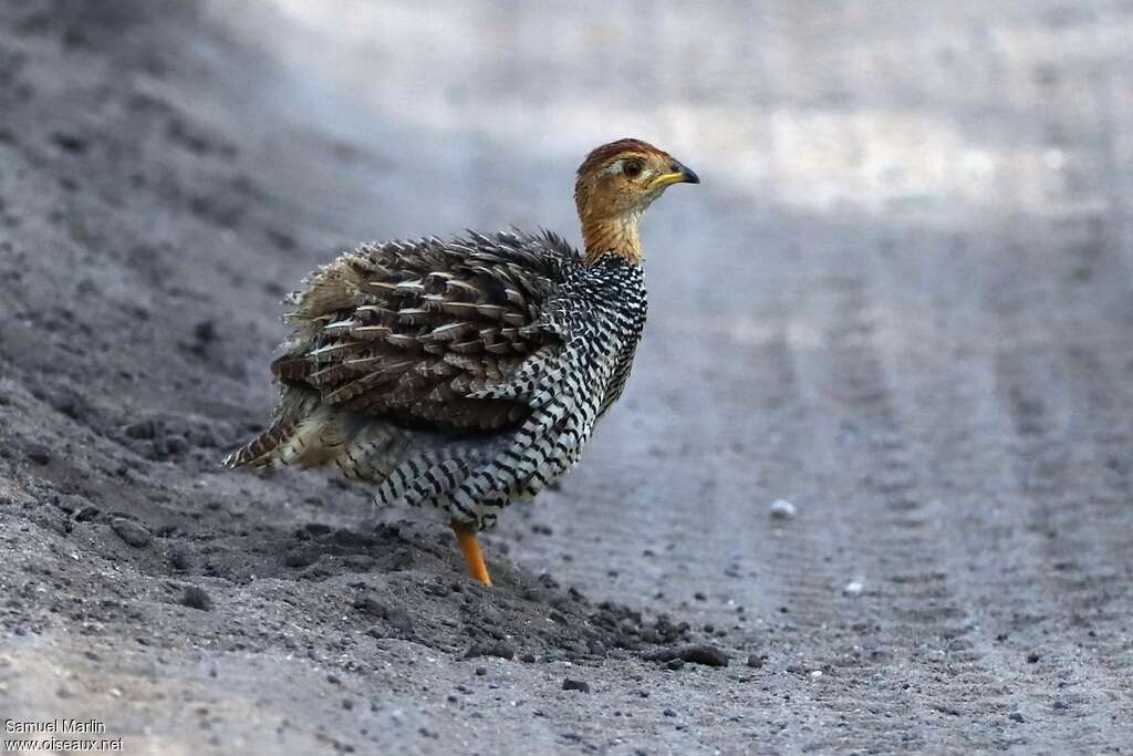 Coqui Francolin male adult, care