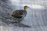 Francolin coqui