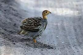 Coqui Francolin