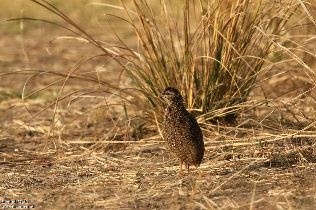 Francolin de Swainsonjuvénile, identification