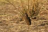 Francolin de Swainson