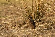 Francolin de Swainson