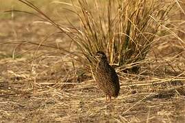 Swainson's Spurfowl