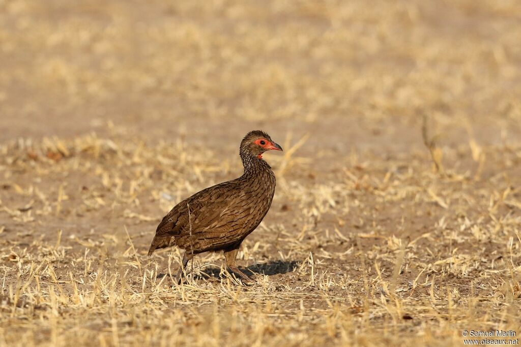 Francolin de Swainsonadulte