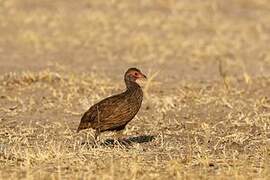 Swainson's Spurfowl