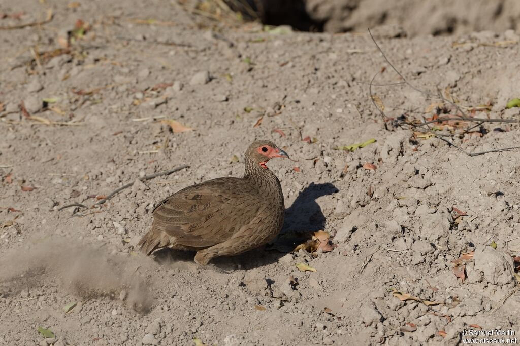 Swainson's Spurfowl