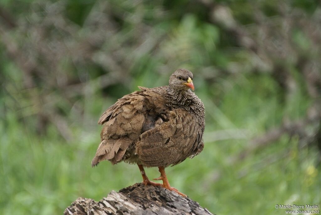 Francolin du Nataladulte