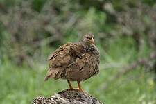Francolin du Natal