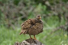 Natal Spurfowl