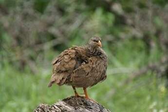 Francolin du Natal