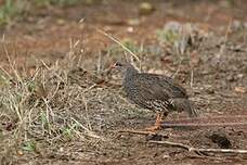 Francolin du Natal