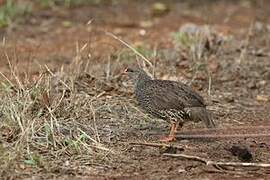 Natal Spurfowl