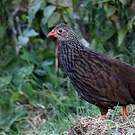 Francolin écaillé
