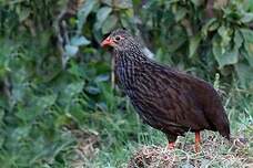 Francolin écaillé