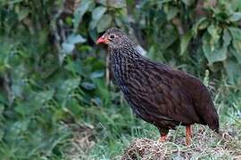 Scaly Spurfowl