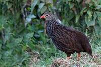 Francolin écaillé