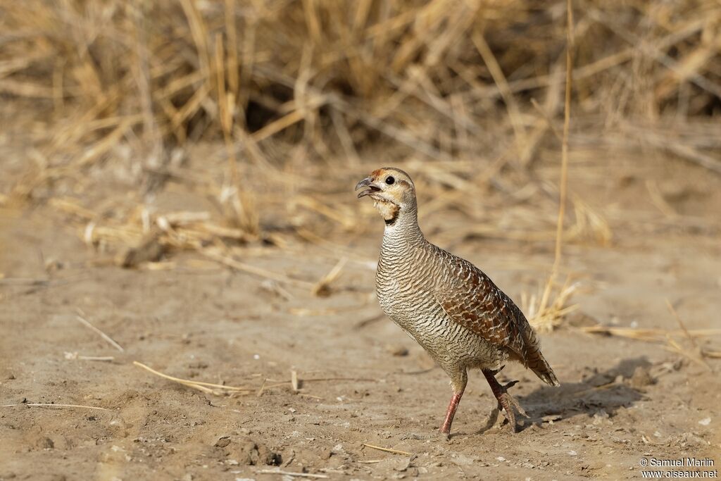 Francolin grisadulte