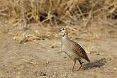 Francolin gris