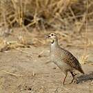 Francolin gris