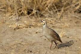 Grey Francolin