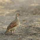 Francolin gris