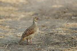 Grey Francolin