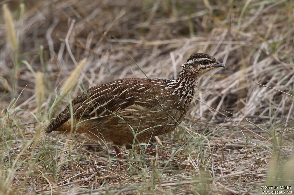 Francolin huppé mâle adulte