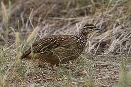 Crested Francolin