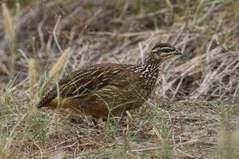 Francolin huppé