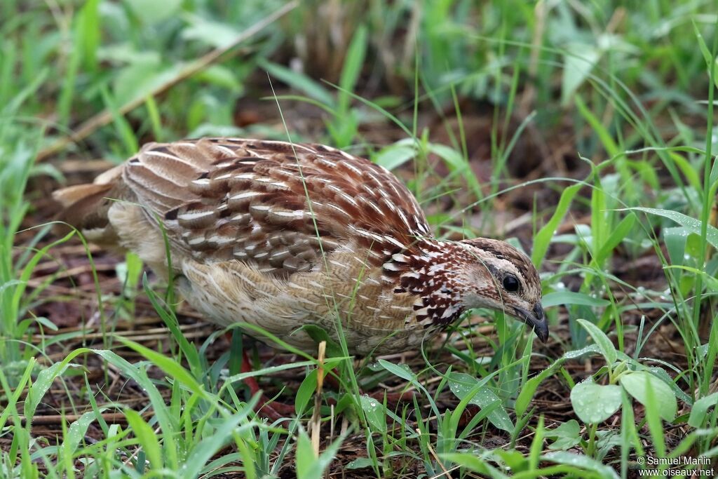 Francolin huppé