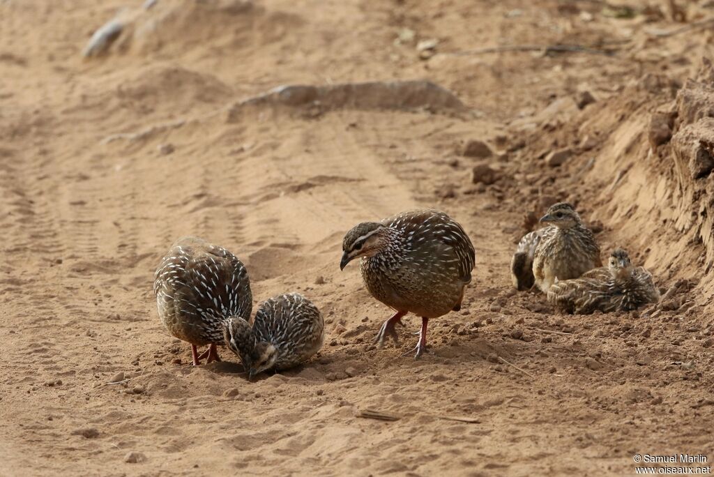 Francolin huppé, mange