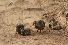 Crested Francolin