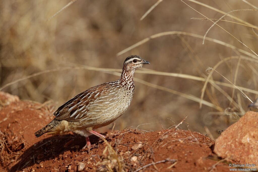 Crested Francolin