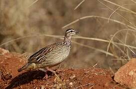 Crested Francolin