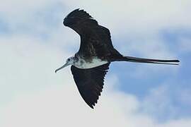 Great Frigatebird