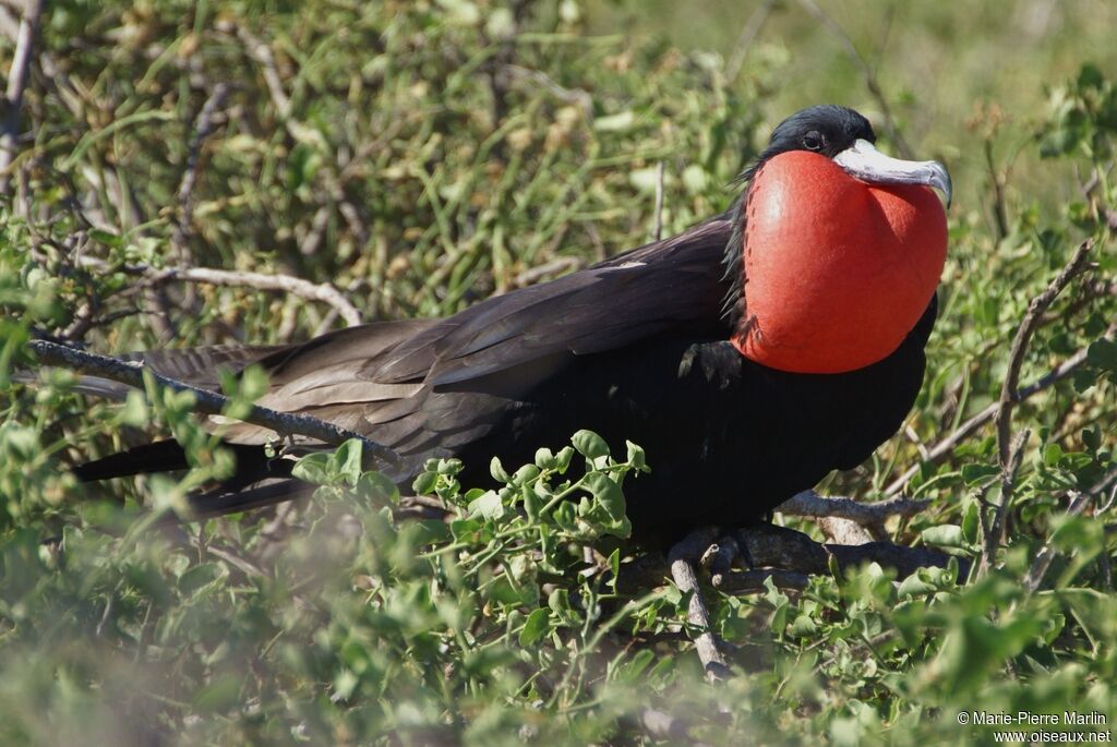 Great Frigatebird male adult breeding