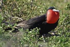 Great Frigatebird