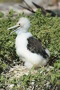 Great Frigatebird