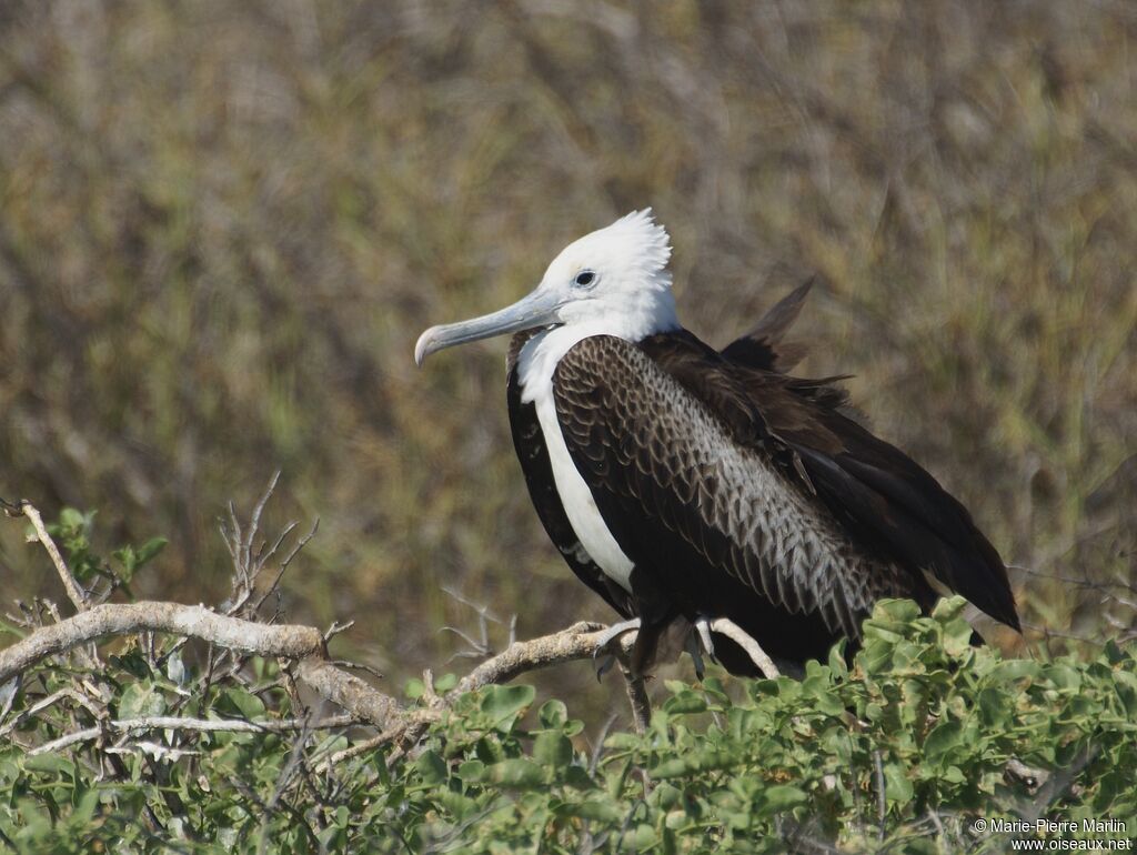 Magnificent Frigatebirdimmature