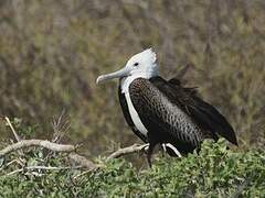 Magnificent Frigatebird