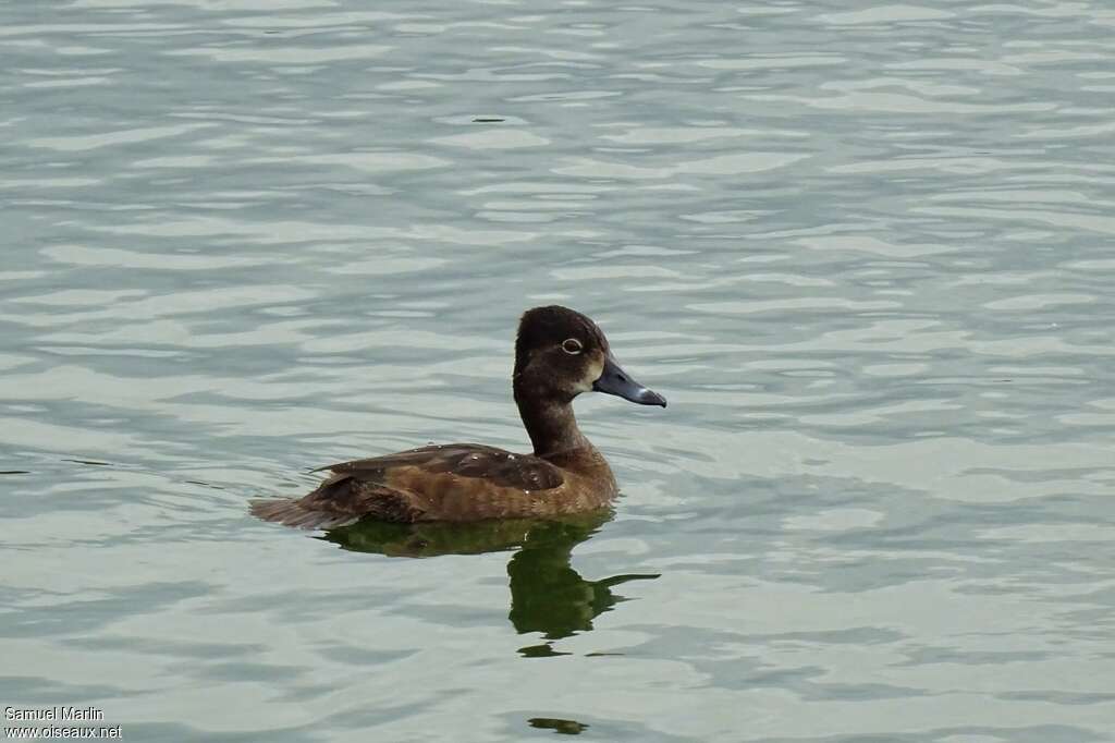 Ring-necked Duckadult post breeding, identification