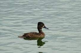 Ring-necked Duck