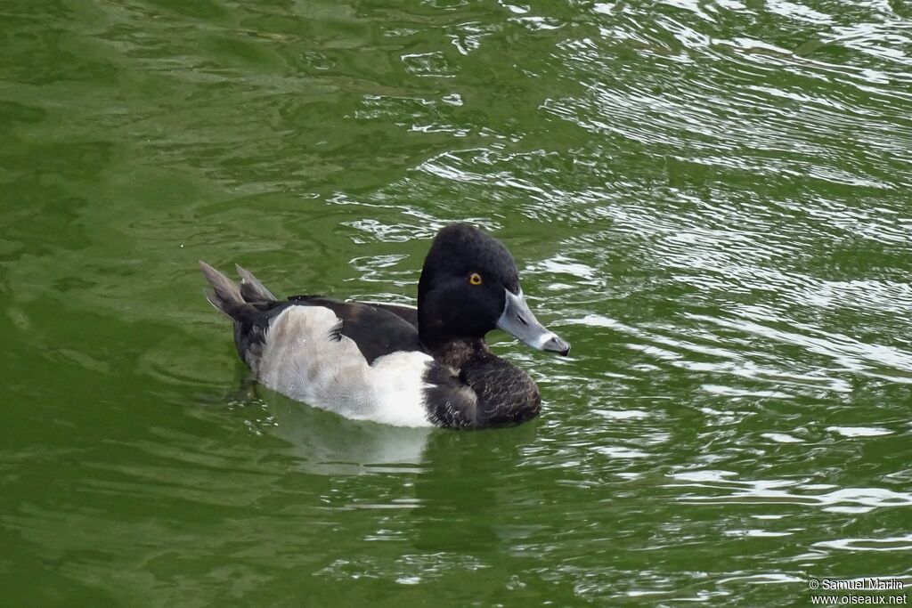 Fuligule à bec cerclé mâle adulte