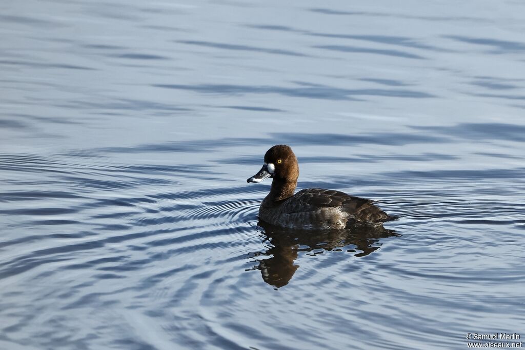 Lesser Scaup female adult