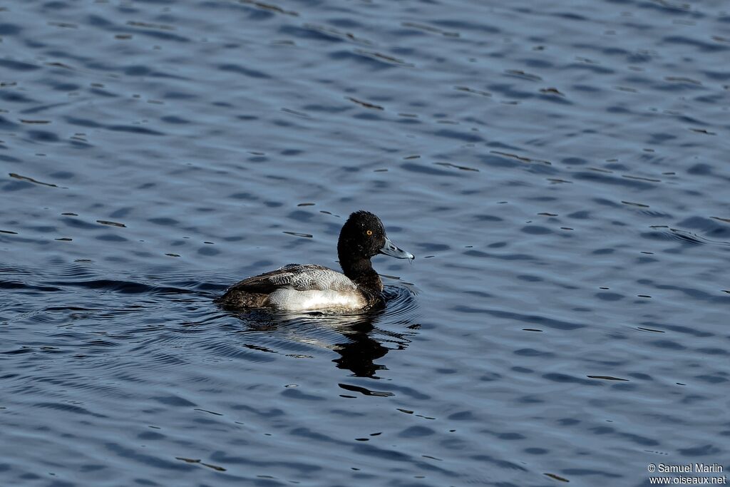 Lesser Scaup male adult