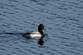 Lesser Scaup