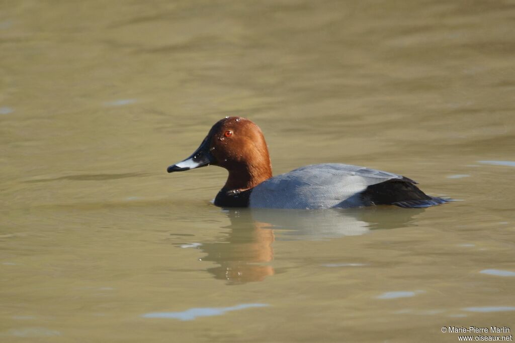 Common Pochard male adult